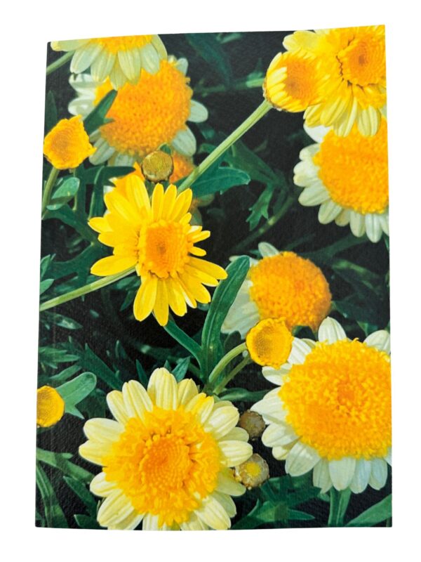 From My Mother’s Garden A5 Daisy lined notebook with textured card cover and 100 plain pages for writing, drawing, lists and gardening ideas.
